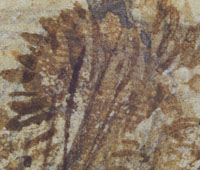 Fingerprint discovered by Peter Paul Biró